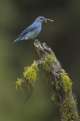 Male Bluebird Perched with a Catarpillar