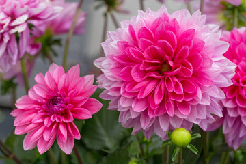 Fototapeta premium Macro shot of a pink dahlia.