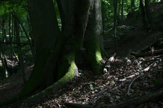 forest