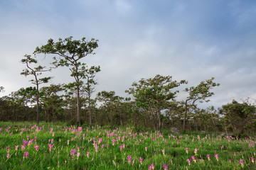 Curcuma sessilis at Pa Hin Ngam national park Thailand