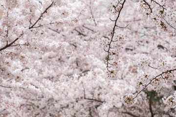 pink and white cherry blossom in garden