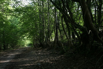 Obraz premium forest