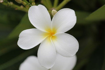 Fototapeta premium White Flower Closeup