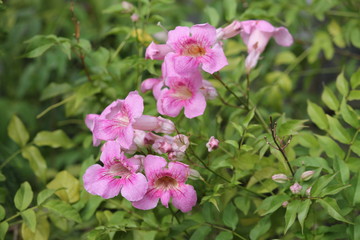 Flower Pink