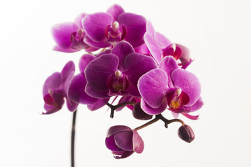 Fototapeta na wymiar Purple orchid isolated on white