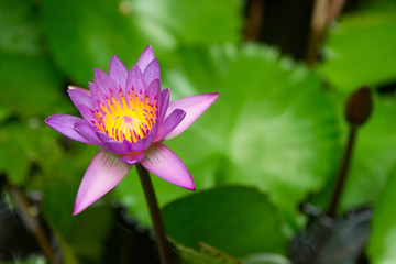 Lotus flower with leaves in the lake