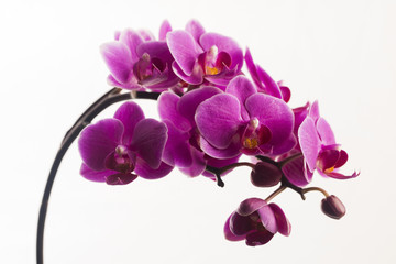 Purple orchid isolated on white