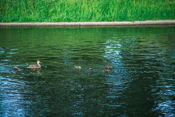 Duck with ducklings swimming in pond