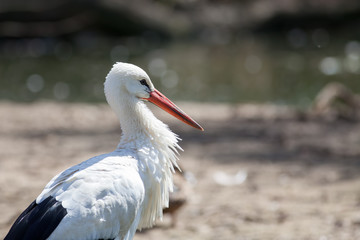 White stork. Beautiful wild bird image with copy space.