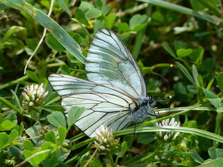 Papillon blanc aux ailes tranparentes