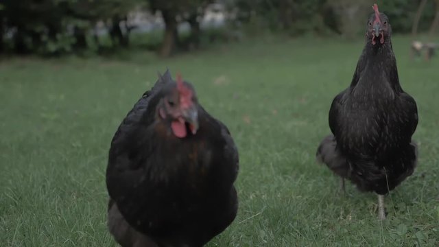 poules