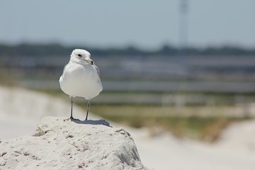 Seagull on sand dunes in Atlantic coast of North Florida, closeup