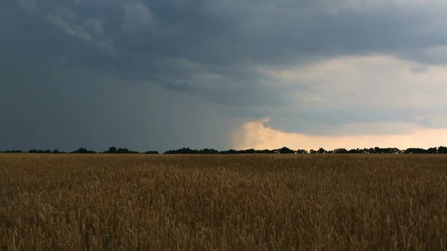 Wheat field before thunder and rain.
