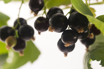 Blackcurrant fruit full of vitamins