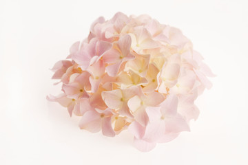 Obraz premium White hydrangea