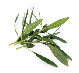 fresh sesame pods isolated on white background