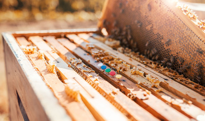 Bee hive with honeycomb frame in apiary