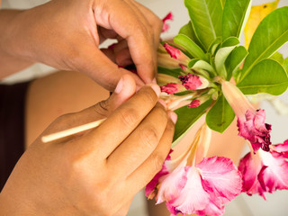 Farmer pollinate manually a red Impala Lily flower. for a seed of planting.