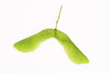 Big seed maple made macro on white background