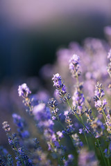 Fototapeta na wymiar Lavender flowers in evening light
