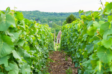 Fototapeta na wymiar Close up row vine green grape in champagne vineyards at montagne de reims on countryside village background, France