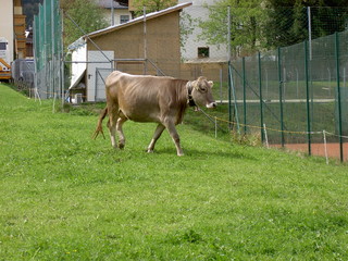 braune Kuh
