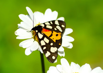 luxurious butterfly on daisy flower