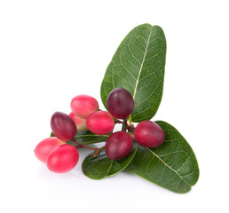 Carunda or Karonda on white background