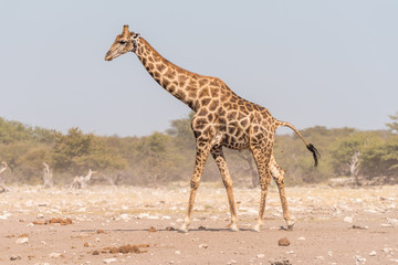 Namibian giraffe walking and pooing