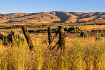 Summer Fields