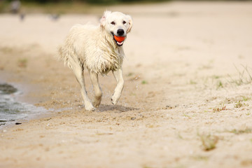 dog is running