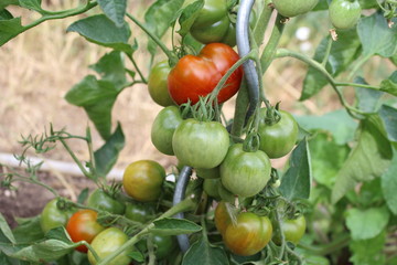 The red and green tomatoes on the bushes in the organic garden