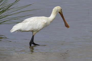Spatule blanche, Platalea leucorodia, Eurasian Spoonbill