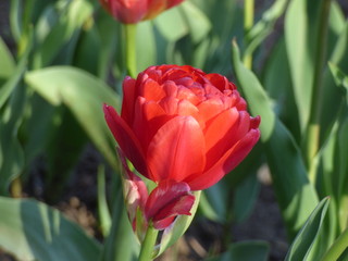 Naklejka premium Spring flower