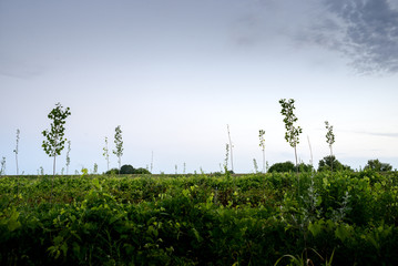 Obraz premium Young forest with the morning sky as a background