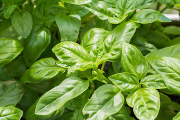 Basilikum gewürze