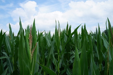 Fototapeta premium Himmel mit Wolken von unten