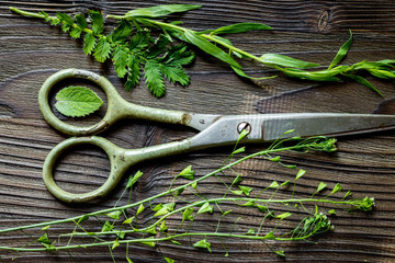 Alternative medicine. Store up medicinal herbs. Herbs on wooden table background