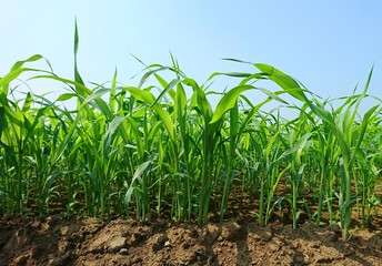 Obraz premium トウモロコシ畑