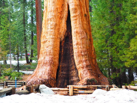 Mamutbaum