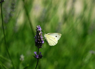 Kleiner Kohlweissling,Falter,Schmetterling