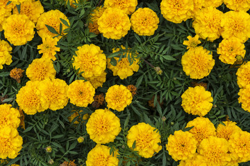 Bright yellow marigolds blooming in the flowerbed