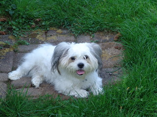 kleiner weißer Hund