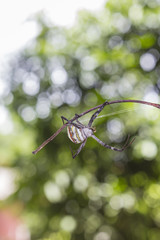 Spider in garden