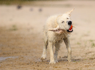 funny dog muzzle, splash