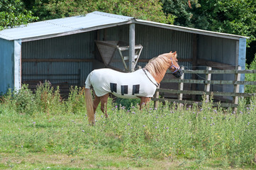 Laminitic pony wearing a grazing muzzle to control how much grass she can eat & wearing a fly rug...