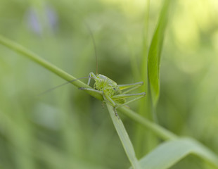 A green grasshopper on grass. Summer blur background.