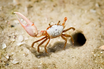 Waving Crab in Naples, Florida