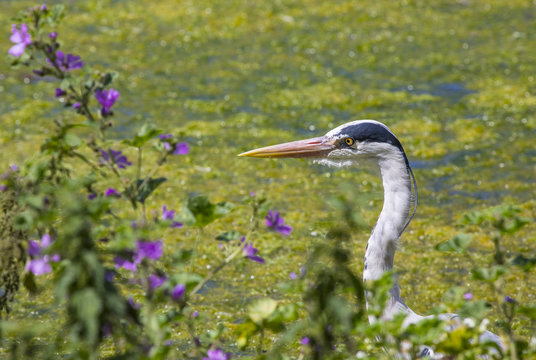 Heron In St. Jamess Park In London