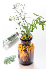 Fresh medicinal herbs in glass on white background